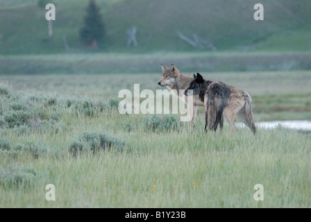 Stock di foto in bianco e nero e lupi grigi in piedi su un fiume si affacciano nel Parco Nazionale di Yellowstone. Foto Stock