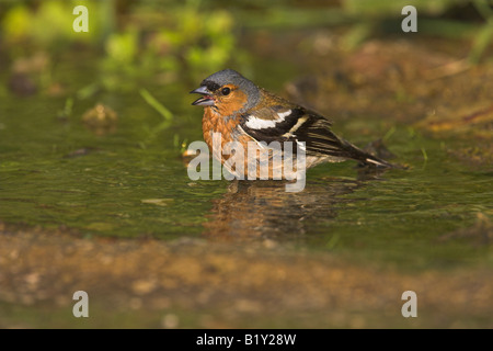 Fringuello Fringilla coelebs maschio di balneazione nella piccola piscina di acqua dolce nei pressi di Agiassos La, Lesbo, Grecia in aprile. Foto Stock