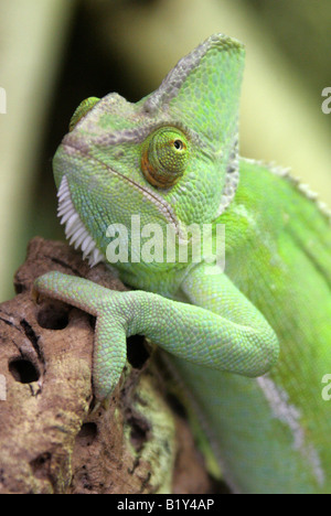 Yemen velata Chameleon aka cono-guidato Chameleon o Casqued Camaleonte Chamaeleo calyptratus, Arabia Saudita e lo Yemen Foto Stock