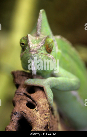 Yemen velata Chameleon aka cono-guidato Chameleon o Casqued Camaleonte Chamaeleo calyptratus, Arabia Saudita e lo Yemen Foto Stock