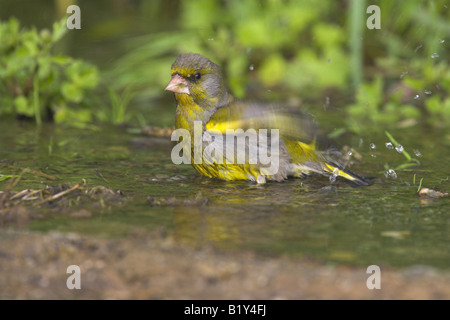 Verdone Carduelis chloris maschio di bagni in piscina con acqua dolce nei pressi di Agiassos La, Lesbo, Grecia in aprile. Foto Stock