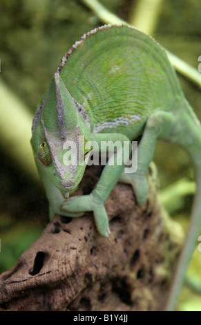 Yemen velata Chameleon aka cono-guidato Chameleon o Casqued Camaleonte Chamaeleo calyptratus, Arabia Saudita e lo Yemen Foto Stock