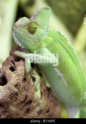 Yemen velata Chameleon aka cono-guidato Chameleon o Casqued Camaleonte Chamaeleo calyptratus, Arabia Saudita e lo Yemen Foto Stock