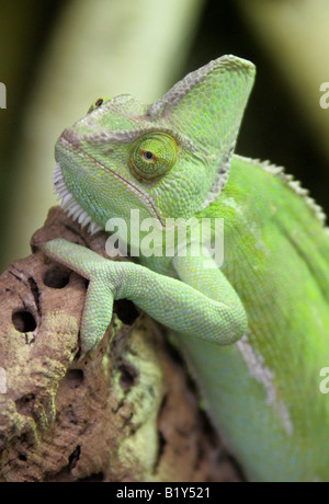 Yemen velata Chameleon aka cono-guidato Chameleon o Casqued Camaleonte Chamaeleo calyptratus, Arabia Saudita e lo Yemen Foto Stock