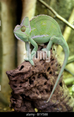 Yemen velata Chameleon aka cono-guidato Chameleon o Casqued Camaleonte Chamaeleo calyptratus, Arabia Saudita e lo Yemen Foto Stock