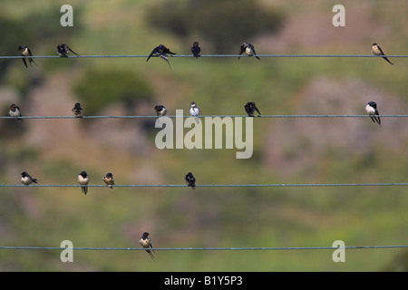 Hirundines (Barn Swallow, rosso-rumped Swallow & sabbia Martin) appollaiato su fili mentre sulla migrazione in Lesvos, Grecia in aprile. Foto Stock