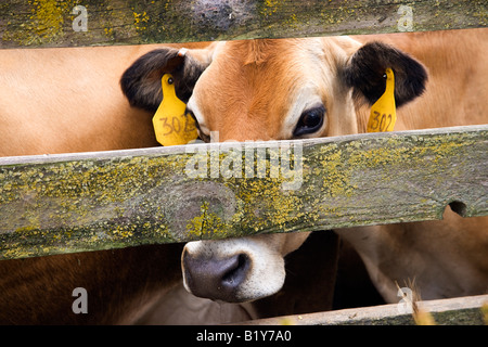 Jersey cow peering. Foto Stock