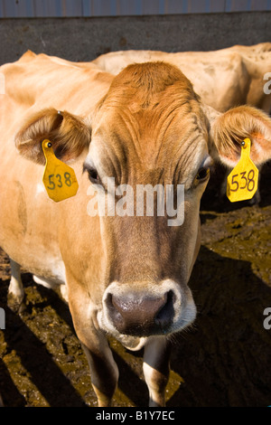 Mucca della Jersey. Foto Stock