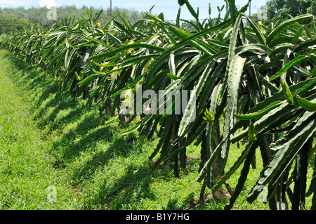 Dragon piante da frutta, frutta farm , , di Rayong Thailandia Foto Stock