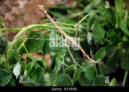 Peruviano Bastone insetto Foto Stock