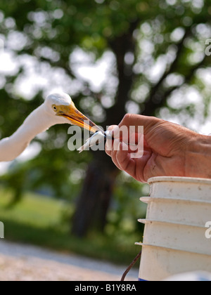 Airone bianco maggiore essendo alimentato un aringa da ranger del parco Foto Stock