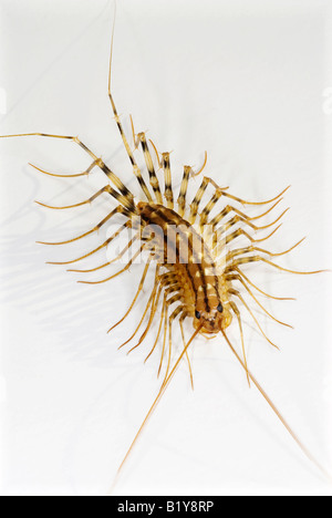House centipede, La scutigera Foto Stock