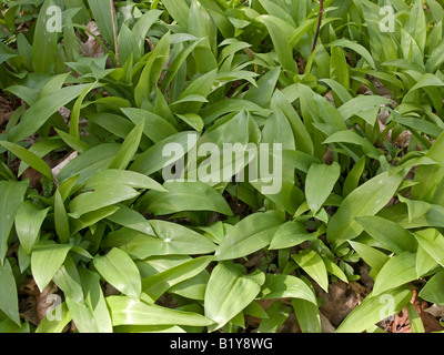 Ramsons buckrams aglio selvatico ampia lasciava in legno di aglio Aglio porta aglio Allium ursinum crescente selvatici nella natura Foto Stock