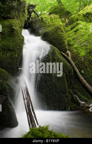 Forza stockghyll sopra ambleside nel distretto del lago, Inghilterra Foto Stock