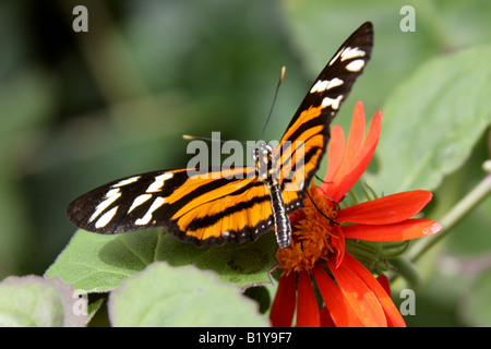 Ismenius Longwing Butterfly, Heliconius ismenius, Nymphalidae, Sud America Foto Stock