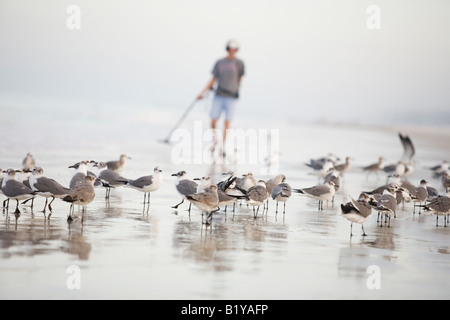 Gregge di sterne sulla spiaggia con un uomo con un rivelatore di metalli in background Foto Stock