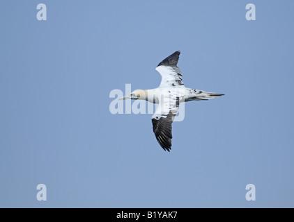 Gannett (Sula Bassana) in Troup testa la terraferma solo colonia di allevamento nel Regno Unito Foto Stock