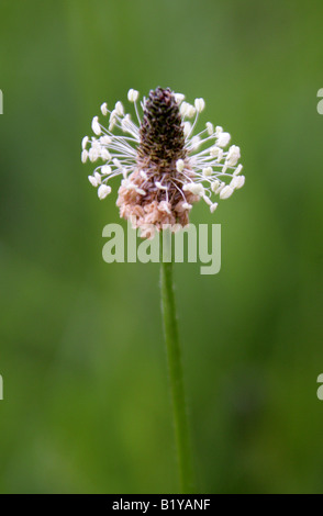 Ribwort piantaggine lanceolata Planzago Plantaginaceae Foto Stock