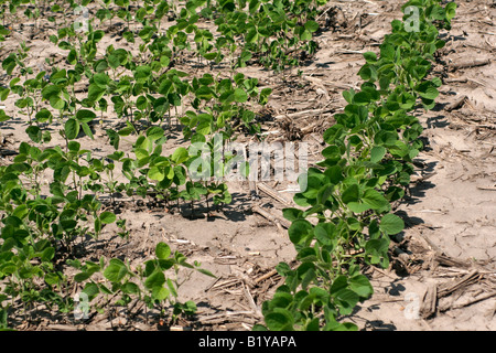 I fagioli di soia a inizio estate Iowa Foto Stock