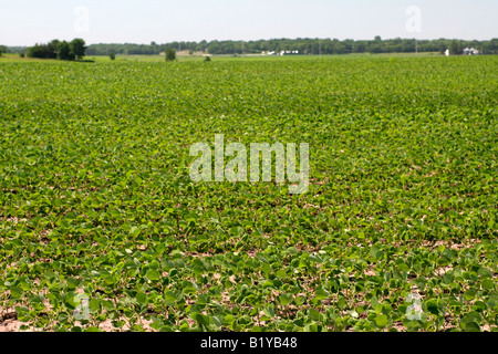 Campo di fagioli di soia Iowa Foto Stock