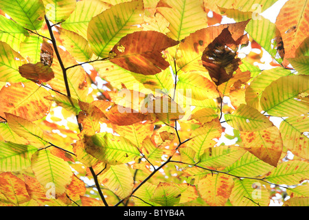 AMERICAN BEECH FAGUS GRANDIFOLIA le foglie in autunno in Newport stato parco Door County Wisconsin USA Foto Stock