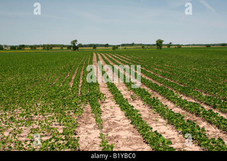 Campo di soia coltivati con ampia e filari stretti in un'area di test Foto Stock