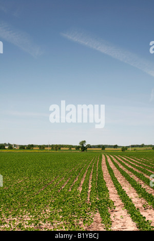Inizio estate campo di fagioli di soia Iowa Foto Stock