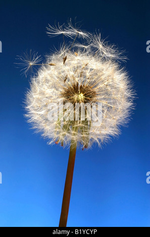 Tarassaco oggetti su sfondo blu Foto Stock