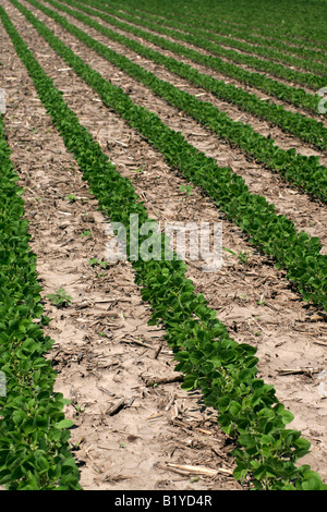 Inizio estate campo di soia nello Iowa Foto Stock