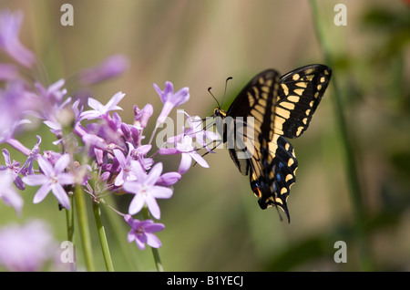 Western Tiger coda forcuta (Papilio rutulus) farfalla sorseggiando il nettare dai fiori di aglio Foto Stock