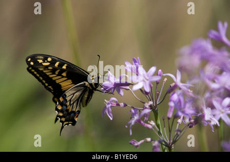 Western Tiger coda forcuta (Papilio rutulus) farfalla sorseggiando il nettare dai fiori di aglio Foto Stock