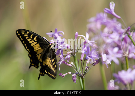 Western Tiger coda forcuta (Papilio rutulus) farfalla sorseggiando il nettare dai fiori di aglio Foto Stock