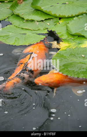 Carpe Koi, Cyprinus carpio, Cyprinidae Foto Stock