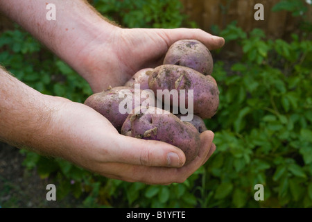 Appena scavato cresciuto in casa "Edzell Blu" heritage varietà di patate nelle mani dell'uomo con le piante di patata e di giardino recinto in background Foto Stock