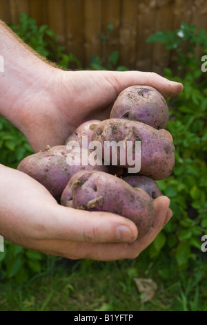 Appena scavato cresciuto in casa "Edzell Blu" heritage varietà di patate nelle mani dell'uomo con le piante di patata e di giardino recinto in background Foto Stock