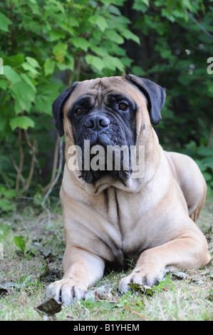 Un bellissimo beige / fawn bullmastiff (maschio) giacente su un campo erboso, fissando intensamente a qualcosa in distanza. Foto Stock