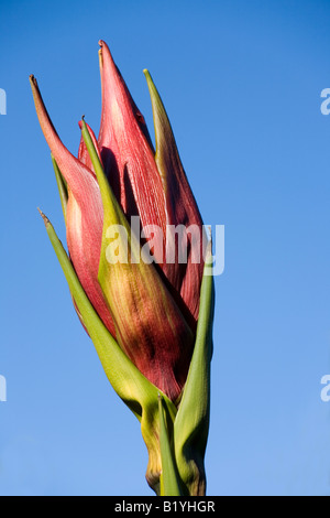 Gymea lily, Doryanthes excelsa. Questi sono spettacolari australiano piante native con grandi teste compatto di nettare riempito di fiori rossi Foto Stock