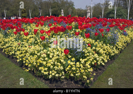 Tulipani di primavera presso il Memorial Gardens, vicino a Buckingham Palace Park, London Inghilterra England Foto Stock