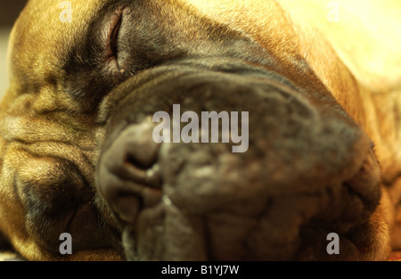 Lasciare i cani a pelo menzogna. Una fotografia di close-up di una stanca bullmastiff tranquillamente in appoggio. Foto Stock