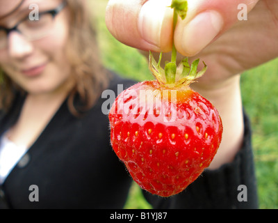 Una giovane donna può contenere fino a fresco di raccolto fragola da una fattoria biologica nel Maine. Foto Stock