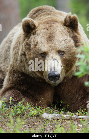 Unione Orso Bruno Ursus arctos maschio vicino fino in Finlandia con il contatto visivo Foto Stock