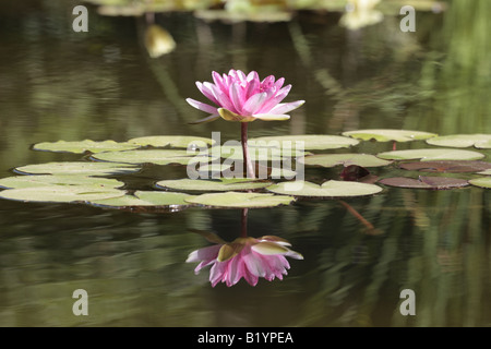 Acqua di rosa lily Nymphaea nell'acqua giardino al Jardin Botanico di Puerto de la Cruz Tenerife Isole Canarie Spagna Foto Stock