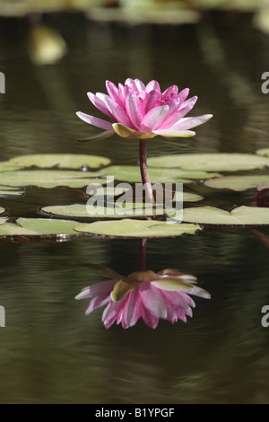 Acqua di rosa lily Nymphaea nell'acqua giardino al Jardin Botanico di Puerto de la Cruz Tenerife Isole Canarie Spagna Foto Stock