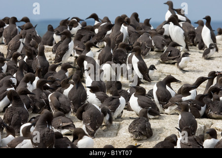 Grande numero gruppo di comune Guillemots (Uria aalge) su una roccia su un isola Foto Stock