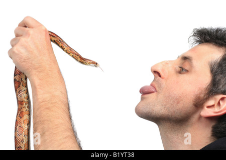 Il mais serpente Elaphe guttata uomo e snake lambencing ogni altro Foto Stock