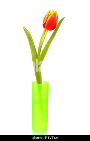 Giardino in comune tulip Tulipa gesneriana singola pianta in un vaso Foto Stock