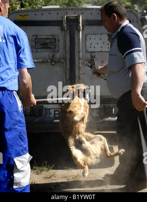 Raccoglitori per cane in Bucarest, la capitale, l'Europa orientale. Il governo della città di report che 9.000 persone sono picchiato ogni anno Foto Stock