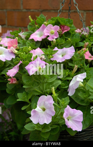 Di petunia Foto Stock