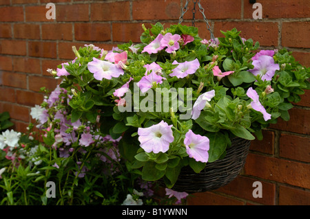 Di petunia Foto Stock