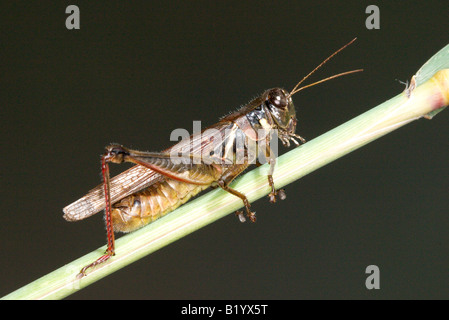 Red-gambe Grasshopper Melanoplus femore rubrum Monet Missouri negli Stati Uniti ottobre maschio adulto Orthoptera ACRIDIDAE Foto Stock